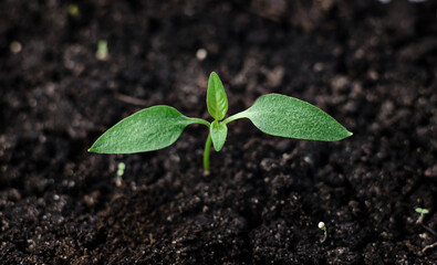 Green young sprout grows from the ground in a garden. New life, gardening, agriculture and ecology concept
