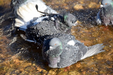 pigeon on the beach