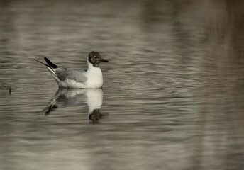 Black-headed gull swimming at Asker marsh, Bahrain