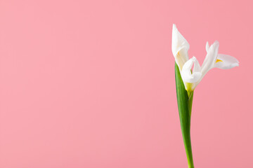 Delicate white bud of iris flower on pink solid background with copy space. Studio romantic shot.