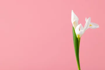 Tuinposter Delicate white bud of iris flower on pink solid background with copy space. Studio romantic shot. © evakerrigan