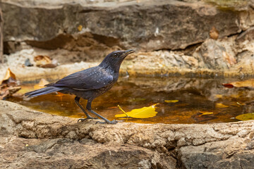 Whistling Thrush perching near the waterhole