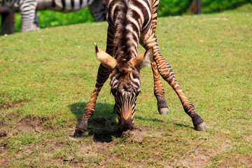 Młoda jedząca zebra © Sheffield