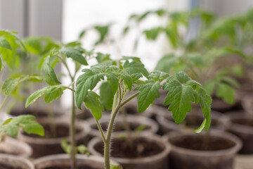 Seedlings.Young tomato seedlings grow on the windowsill.