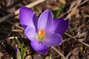 spring crocus flower