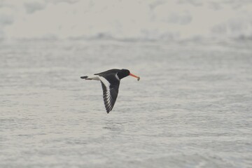 oystercatcher with oyster