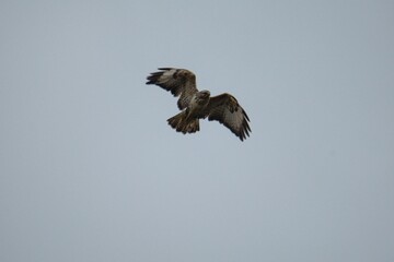 buzzard in flight