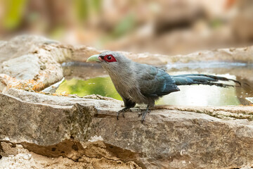 Green-billed Malkoha perching near a waterhole