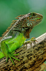 Green iguana