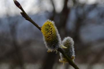 Spring nature background with pussy willow branches. Young furry willow catkins
