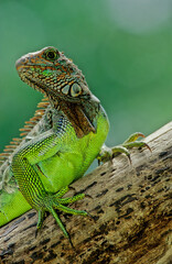 Green iguana