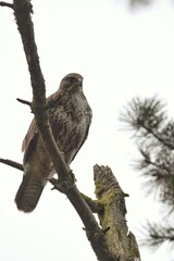 buzzard