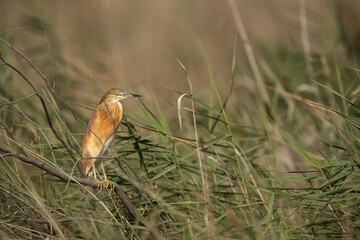 Squacco Heron perched on grass at Asker marsh, Bahrain