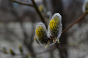 Spring nature background with pussy willow branches. Young furry willow catkins