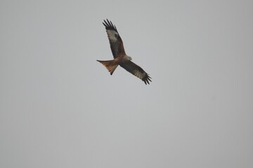 kite