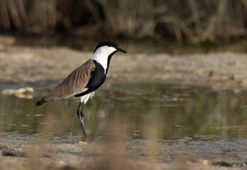 Portrait of a Spur-winged lapwing at Asker marsh, Bahrain