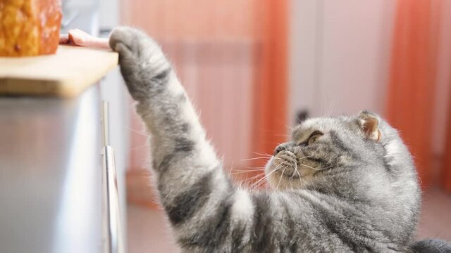 Funny cute gray scottish fold cat tries to steal a piece of ham from the kitchen table. Cat misbehavior concept, zoopsychology. Humor video 4k 
