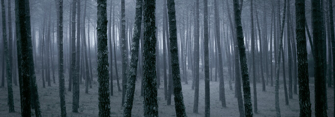 Mysterious foggy pinewoods