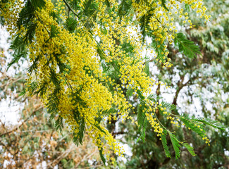 Fototapeta na wymiar Yellow fluffy Acacia dealbata mimosa tree flowers (silver or blue wattle) in Arboretum Park Southern Cultures in Sirius (Adler). Branches of Mimosa flower symbol of the woman's day in sunny spring