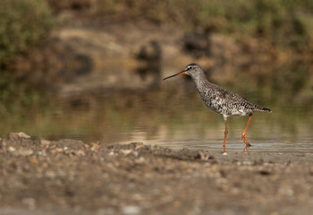 Spotted redshank at Asker marsh, Bahrain