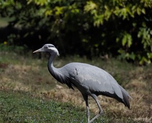 Grue en vadrouille