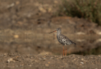 Spotted redshank at Asker marsh, Bahrain