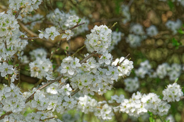 Blühender Schlehdorn (Prunus spinosa )