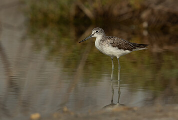 Common Greenshank at Asker marsh, Bahrain