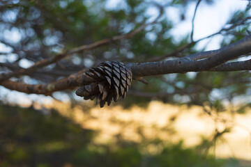 Pine tree branch with cone on sunny Adriatic sea sand beach near Vrsi, Croatia