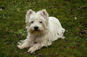 west highland white terrier on the grass