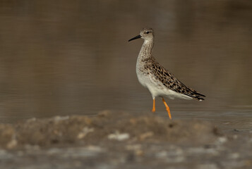 Portrait of a ruff at Asker Marsh, Bahrain