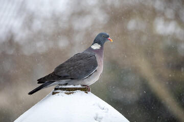 Ringeltaube im Garten am Vogelhaus