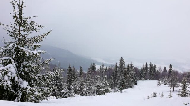 A small glade covered with snow-white snow and gray fog is surrounded by Christmas trees in the beautiful mountains of the Carpathians