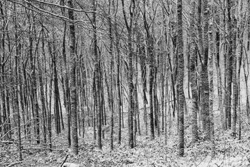 Baum Schnee Winter Wald
