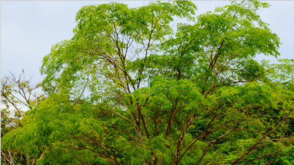 green leaves of tree