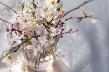Delicate white flowers on sakura branches in a glass, blurred background. Spring mood