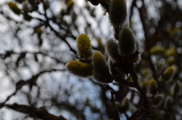 Spring nature background with pussy willow branches. Young furry willow catkins