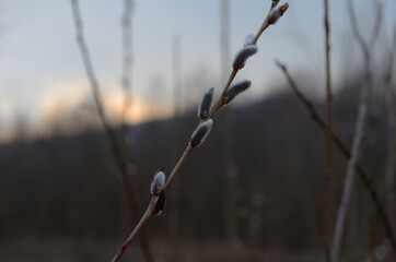 Spring nature background with pussy willow branches. Young furry willow catkins