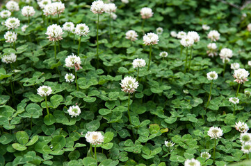 행운을 가져오는 친근한 토끼풀