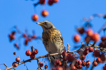 The mountain ash thrush (Turdus pilaris, fieldfare) sits on a rowan branch covered with berries.