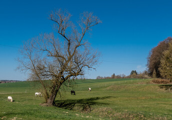 Pferde auf der Weide