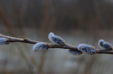 Spring nature background with pussy willow branches. Young furry willow catkins