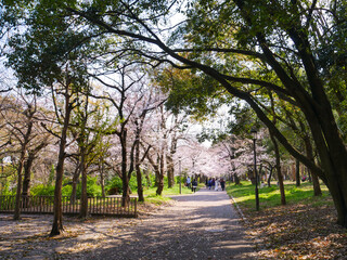 Naklejka premium alley in the park