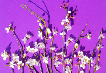 Spring composition of twigs with blooming white sakura on a lilac background. Wallpaper on the screen, flower pattern