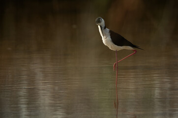 Black-winged Stilt preening at Asker Marsh , Bahrain