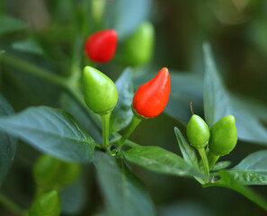 red and green hot chili pepper growing on bush