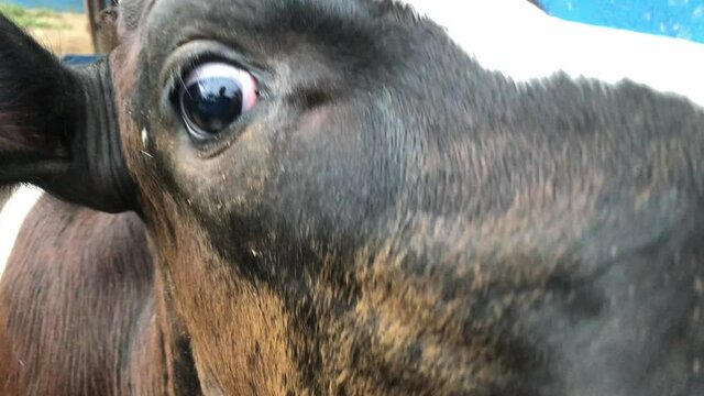 Baby calf at a farm super closeup mouth and eyes