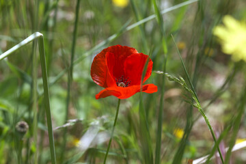 poppy flower on green field
