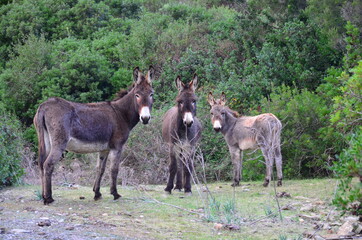 Sardinian donkeys