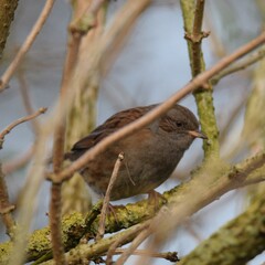dunnock